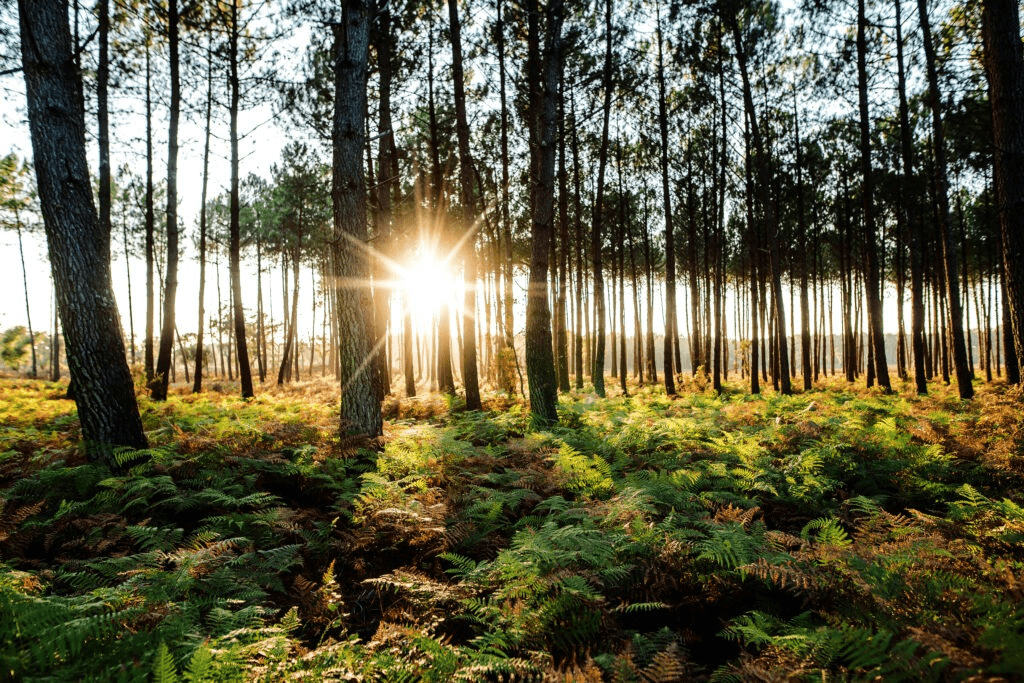 Forêt des Landes